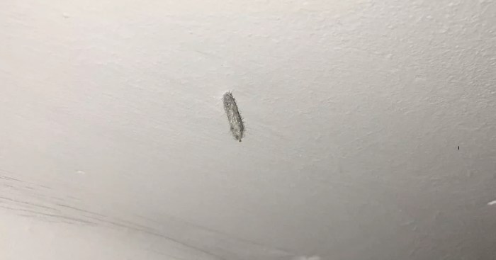 Ceiling worms do these full have search parent imgur larvae yellow little moth comments